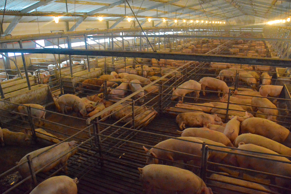 U Ljukovu otvorena najsavremenija farma svinja